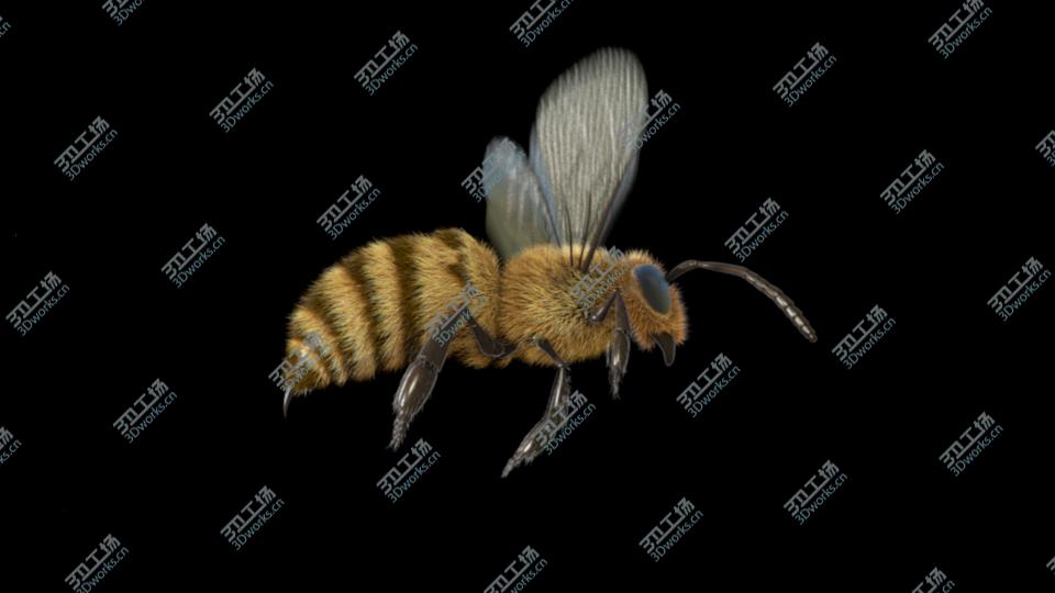 images/goods_img/20210313/Animated Bee for Cinema 4D/5.jpg